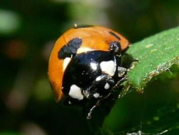 Coccinelle Coccinelle